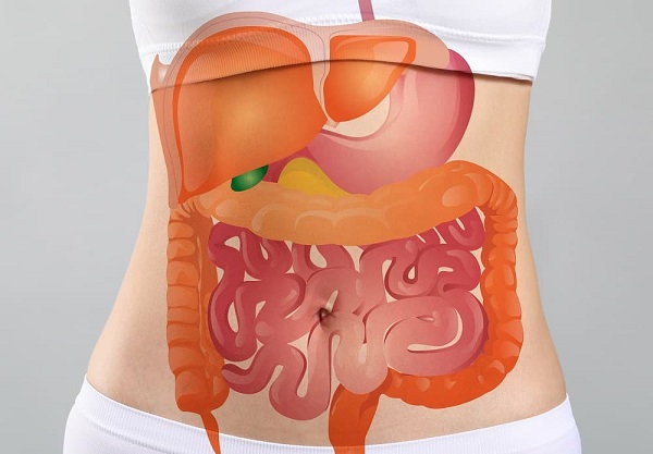 Digestive.jpg