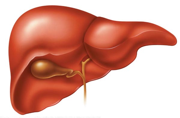 Copy of liver1.jpg Copy of liver1.jpg