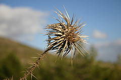 Milkthistle.jpg